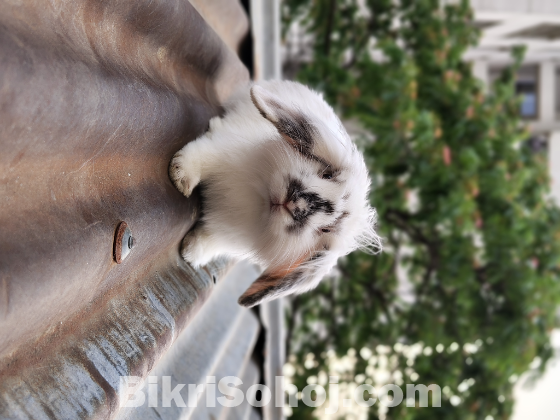 Lion Lop Rabbit